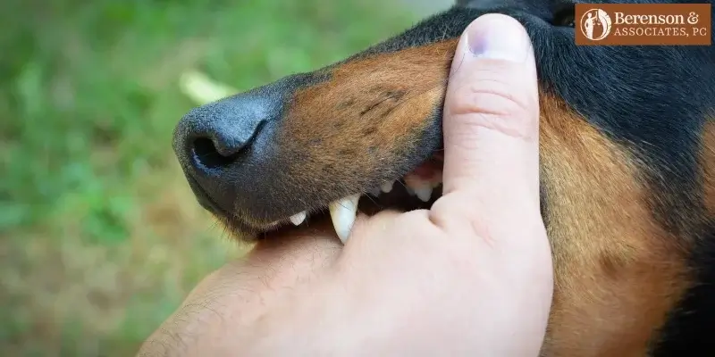 mejor abogado de santa fe en mordeduras de perro